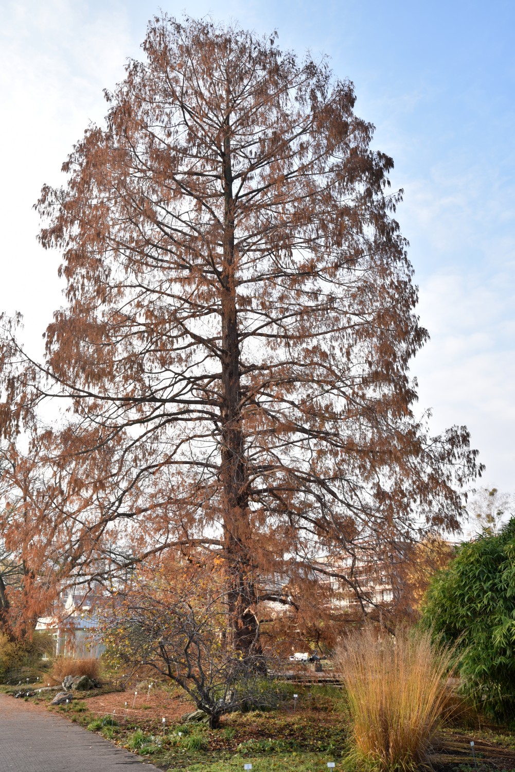 glyptostroboides Metasequoia