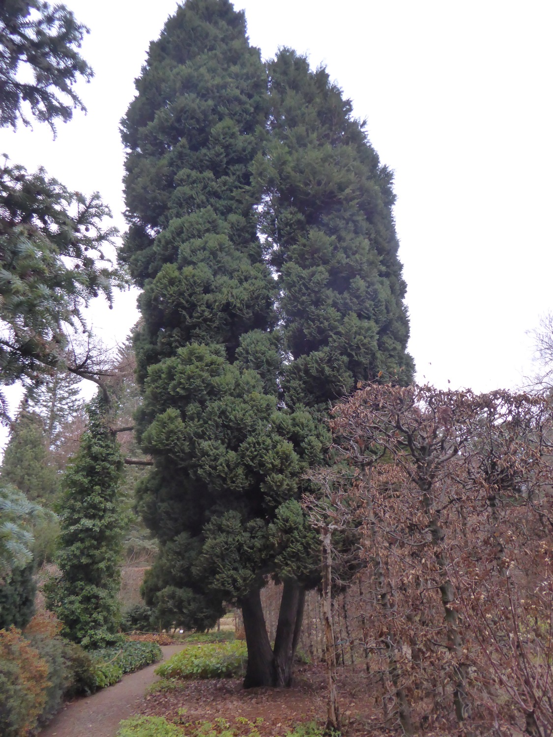 'Fletcheri' Chamaecyparis lawsoniana