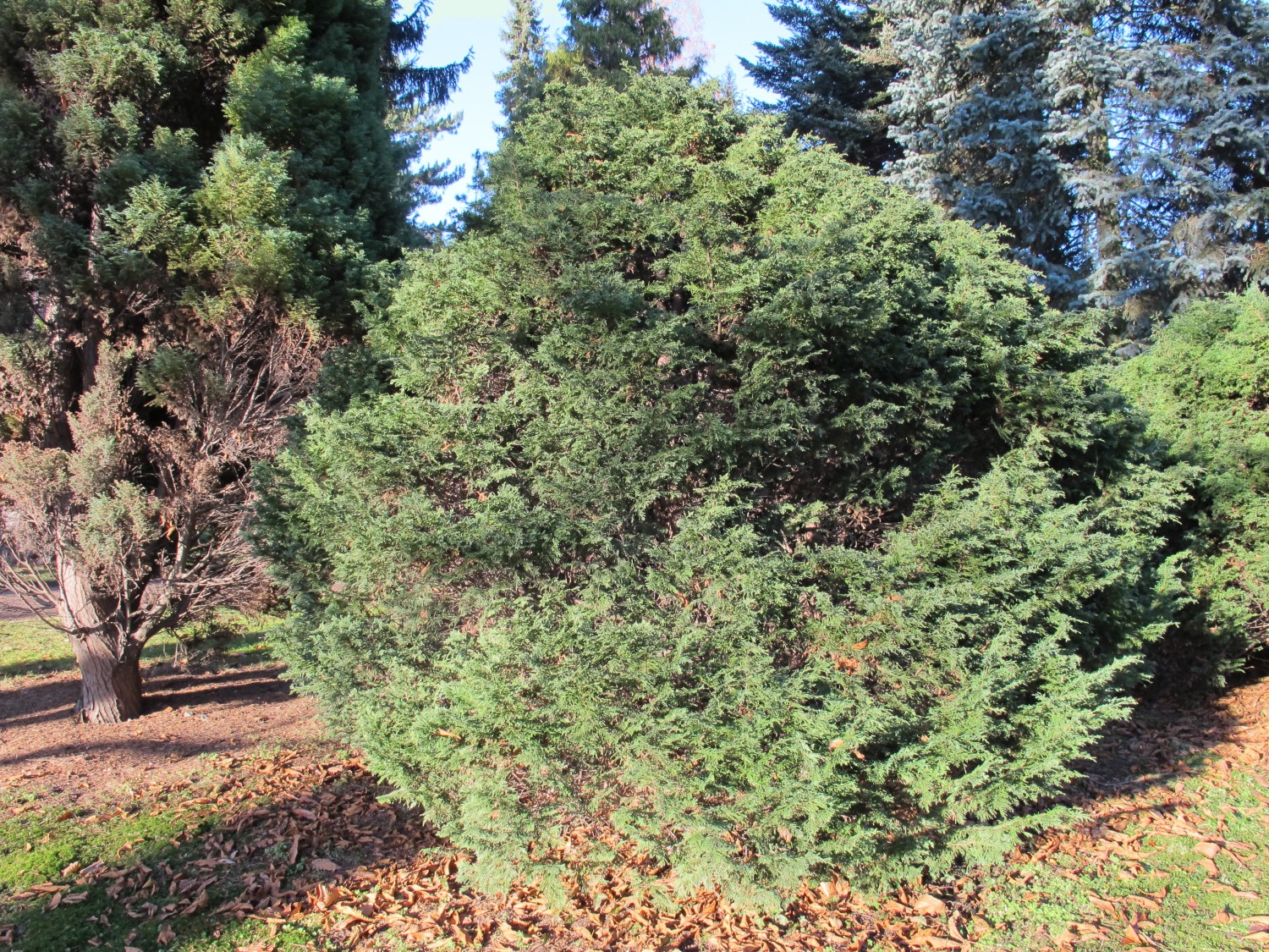 'Tharandtensis Caesia' Chamaecyparis lawsoniana