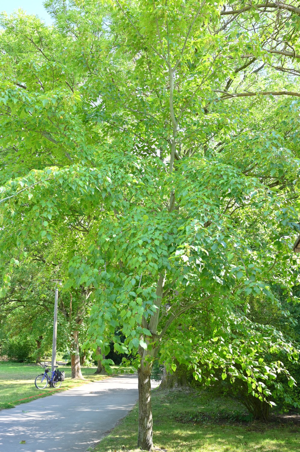 Acer davidii subsp. davidii