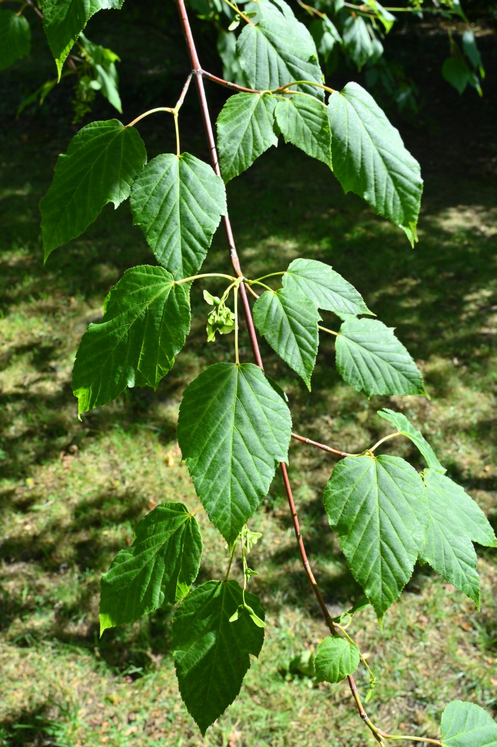 Acer davidii subsp. davidii - Berlin-Blankenfelde - 2019