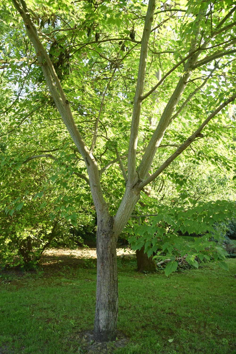 Acer davidii subsp. davidii - Berlin-Blankenfelde - 2019