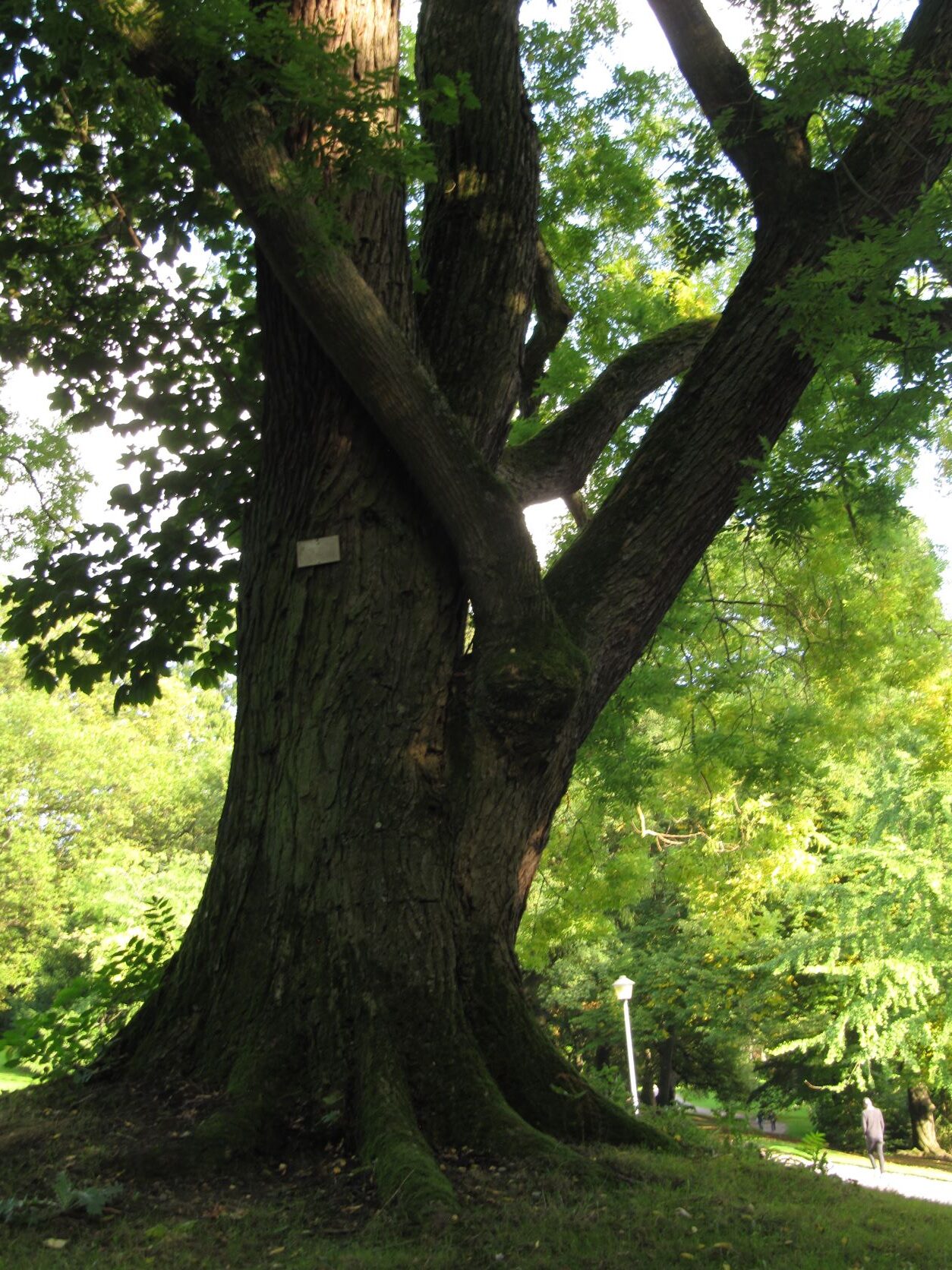 japonicum Styphnolobium