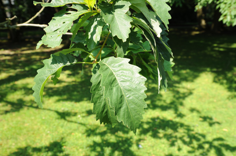 Quercus montana - Stuttgart-Hohenheim - 2014