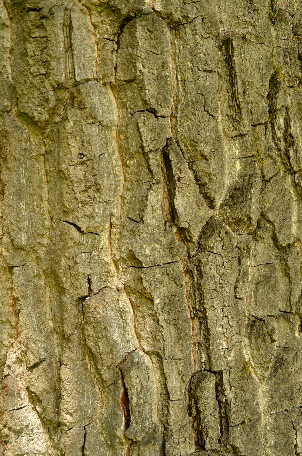 Quercus montana - Stuttgart-Hohenheim - Mai 2023
