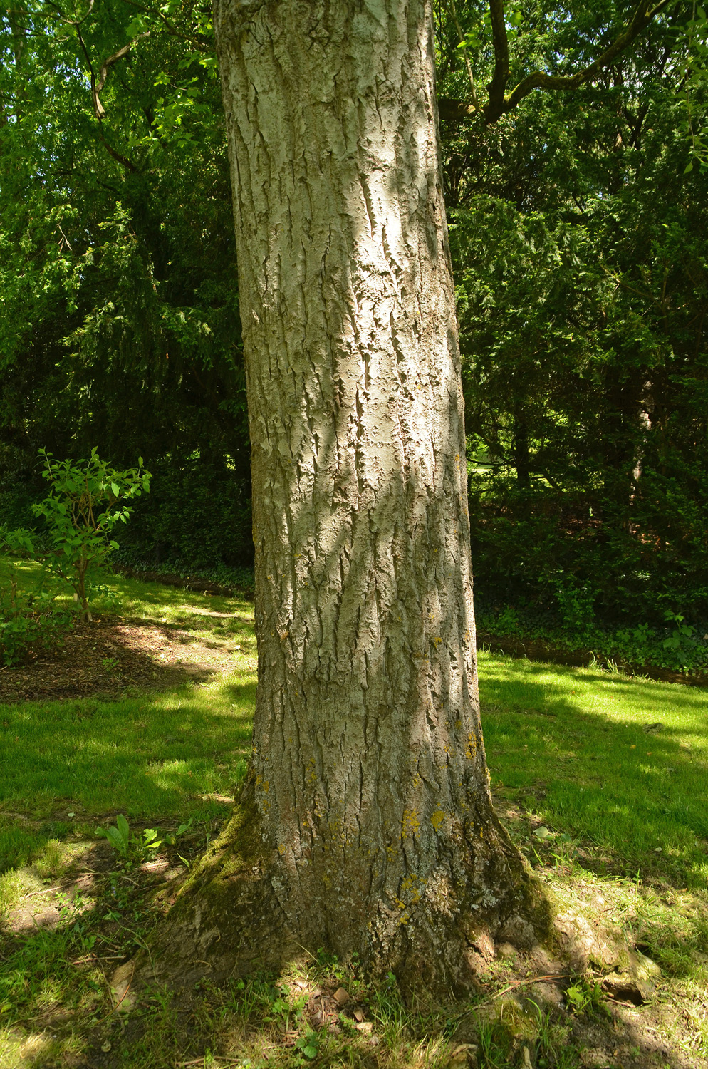 Populus simonii - Stuttgart-Hohenheim - Mai 2023