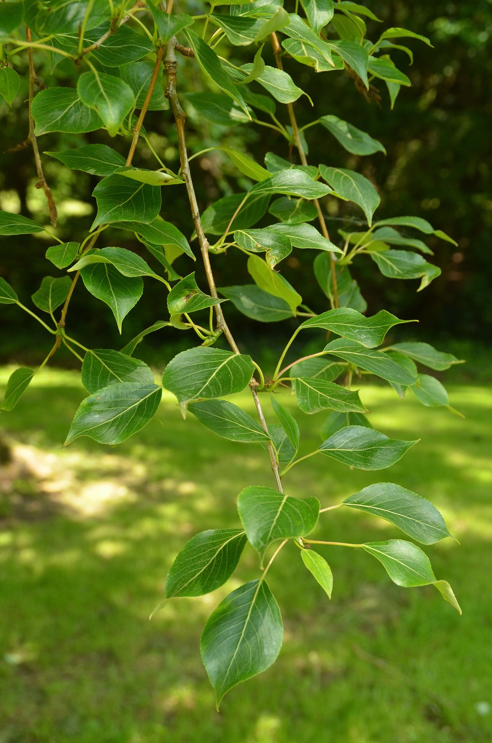 Populus simonii - Stuttgart-Hohenheim - Mai 2023