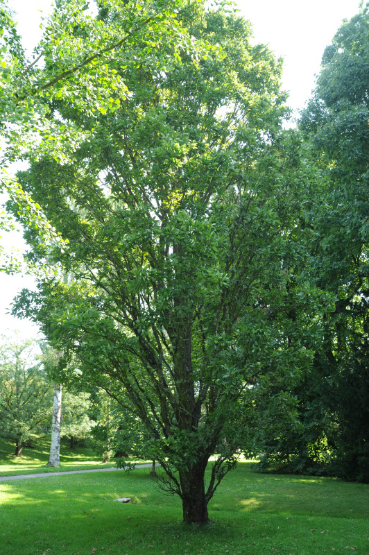 'Columna' × rosacea Quercus