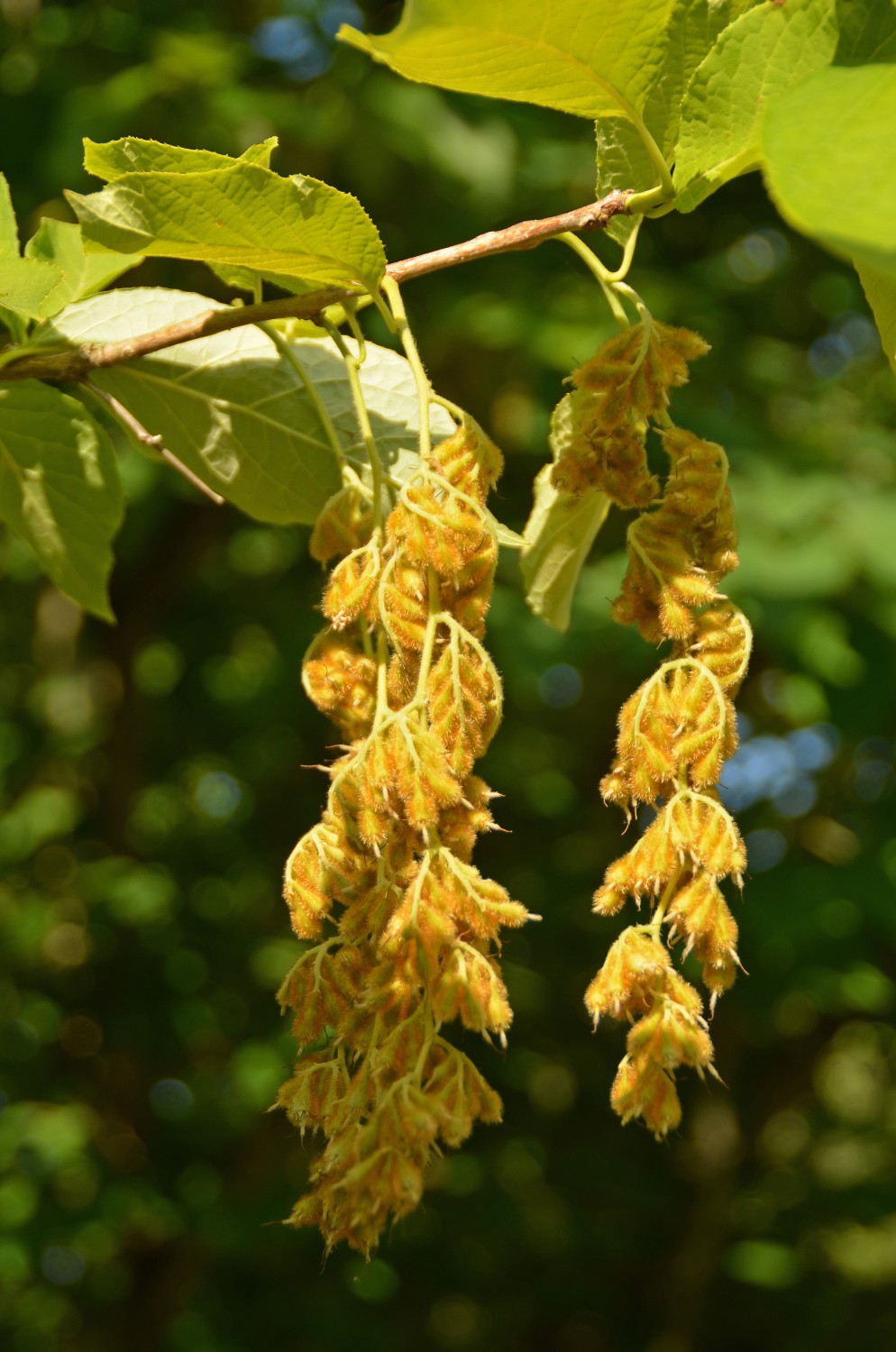 Pterostyrax hispida - Stuttgart-Hohenheim - 2022