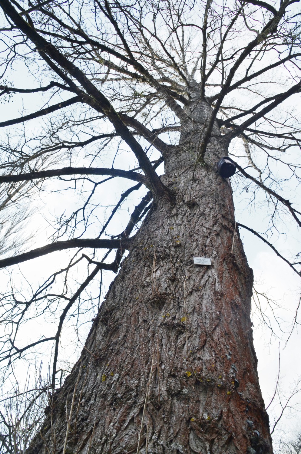× berolinensis Populus