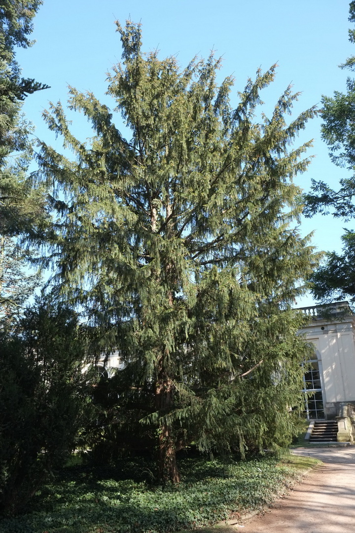 'Dovastoniana' baccata Taxus