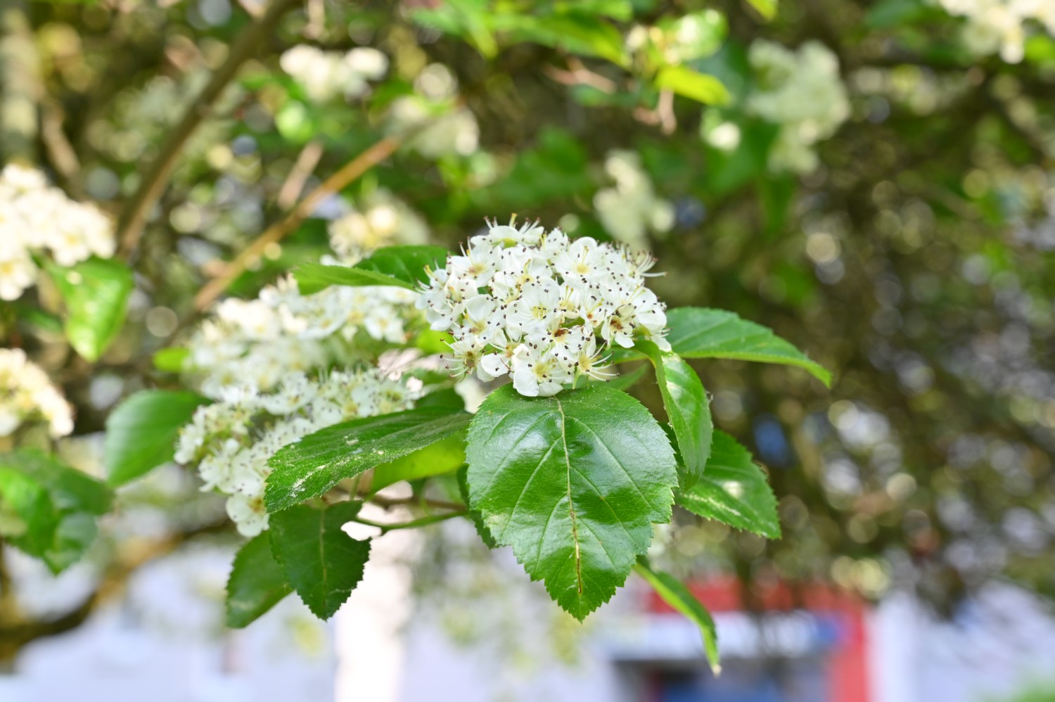 Crataegus × persimilis 'Prunifolia' - Berlin Reinickendorf - 2020