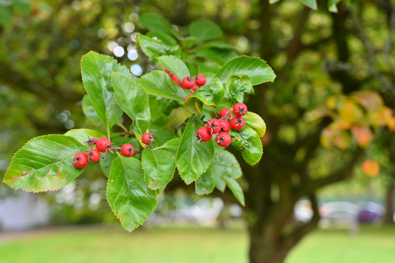 Crataegus × persimilis 'Prunifolia' - Berlin Reinickendorf - 2020