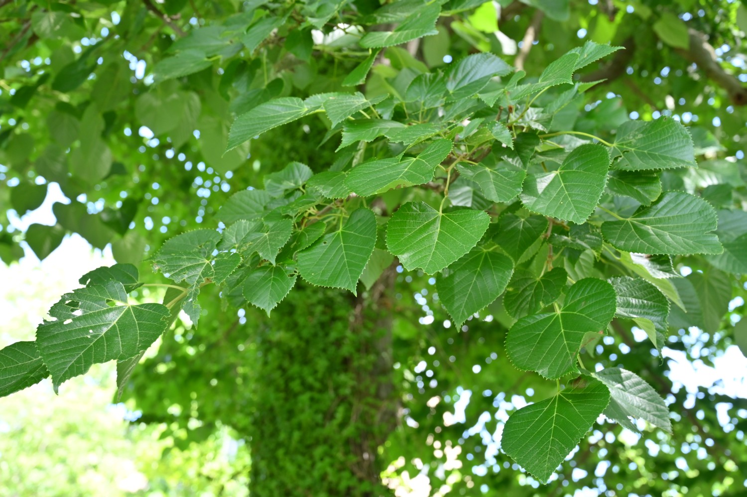 Tilia mandshurica - Dresden Botanischer Garten - 2022