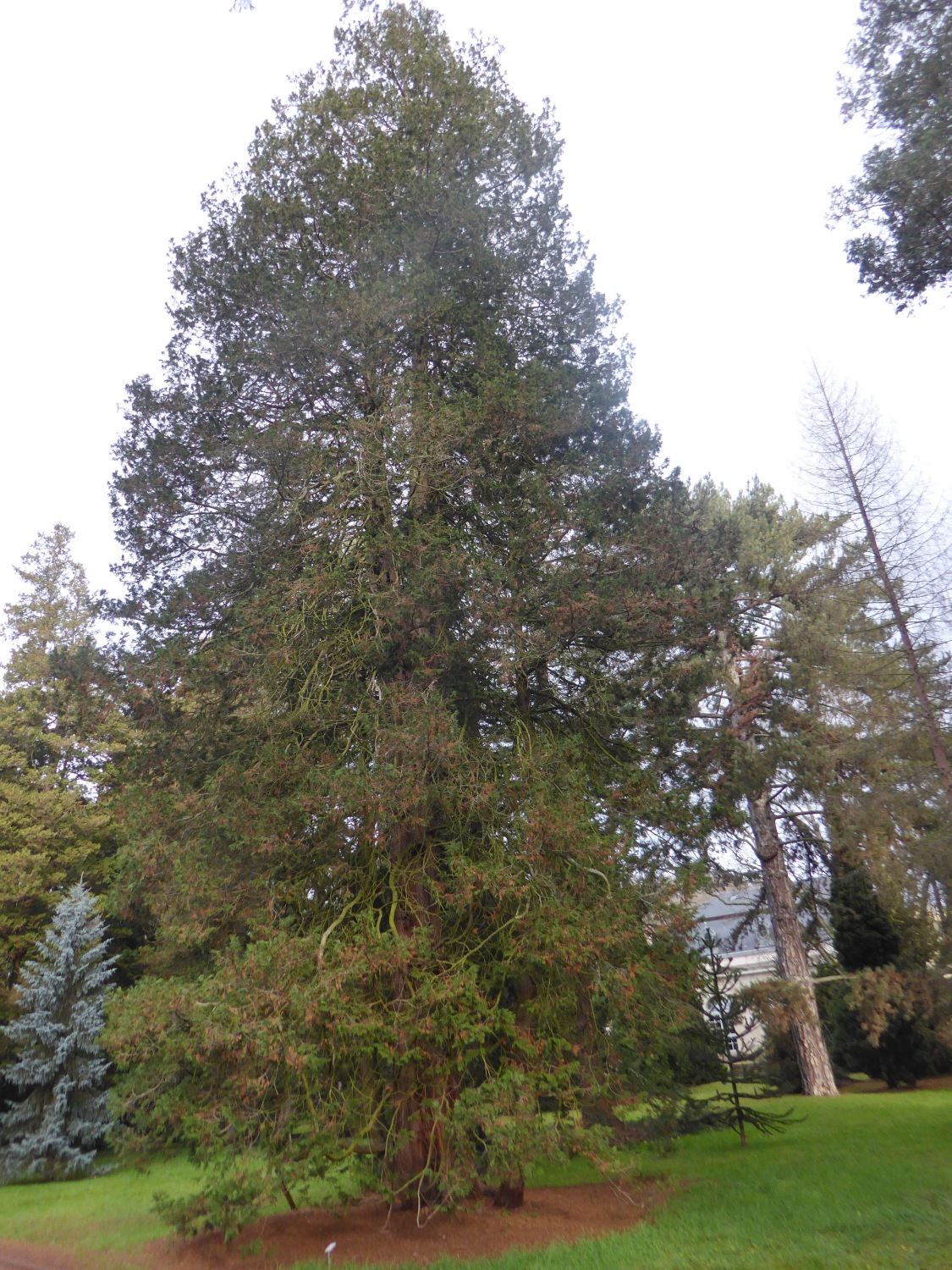 Chamaecyparis pisifera