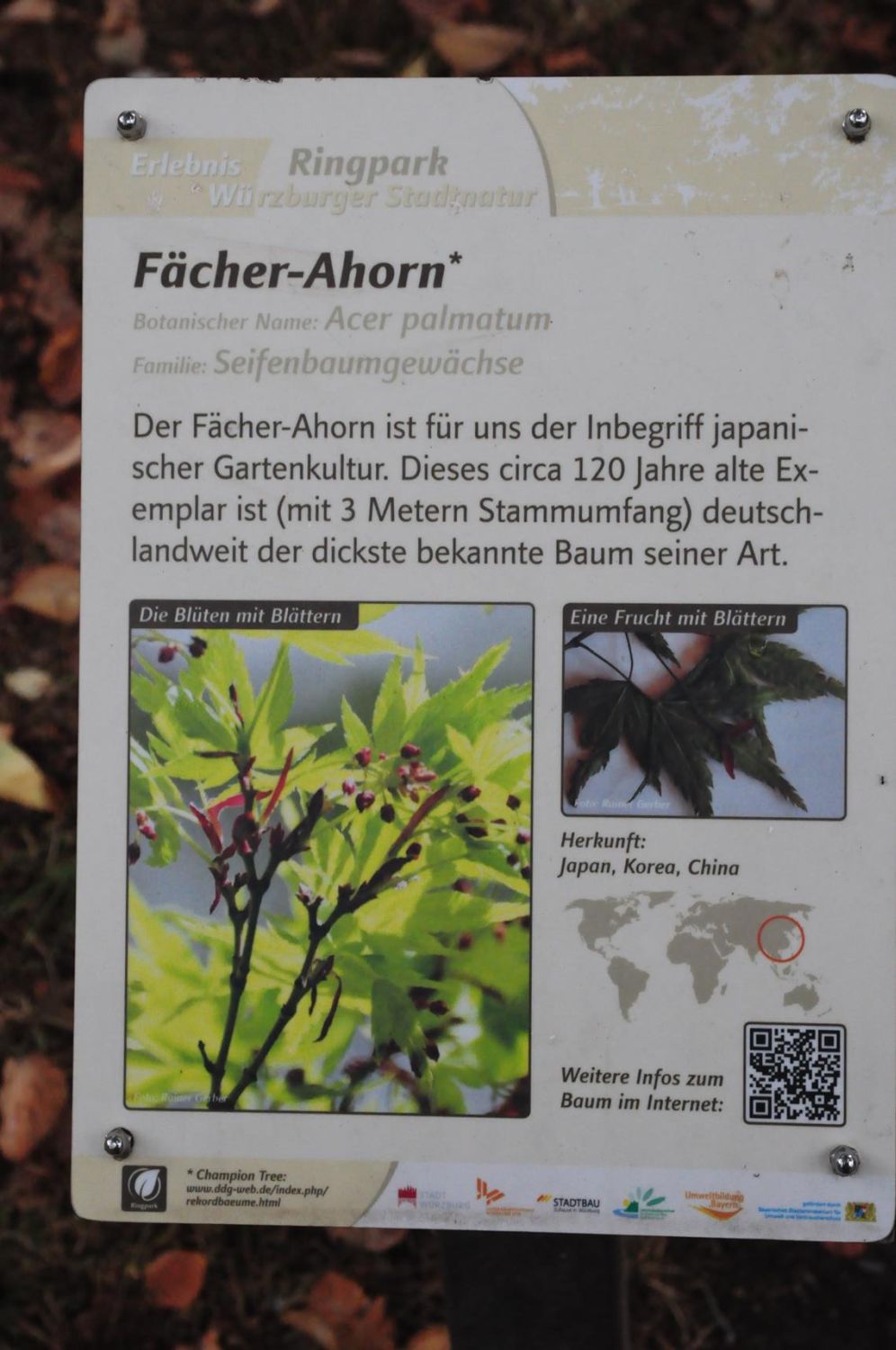 Acer palmatum - Würzburg, Ringpark - 2019