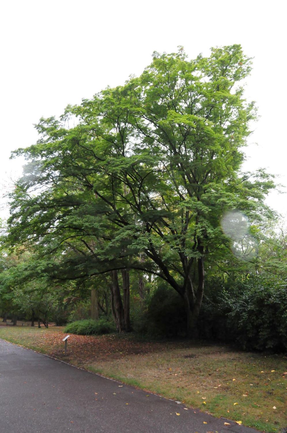 Acer palmatum - Würzburg, Ringpark - 2019