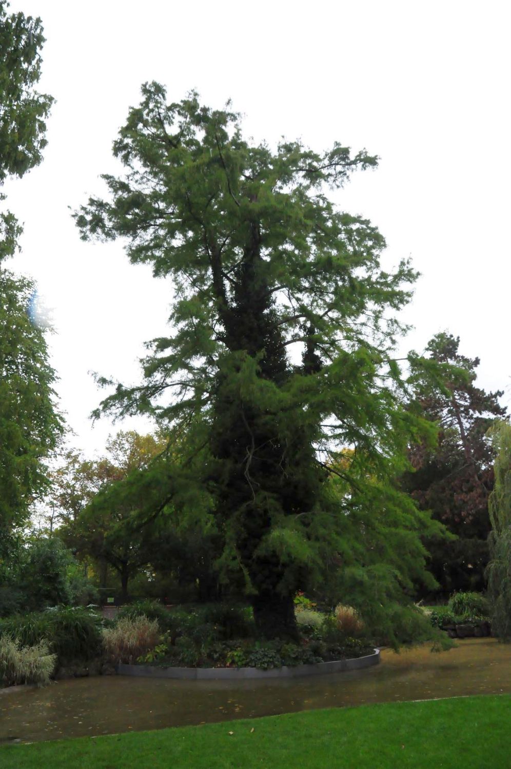 distichum Taxodium