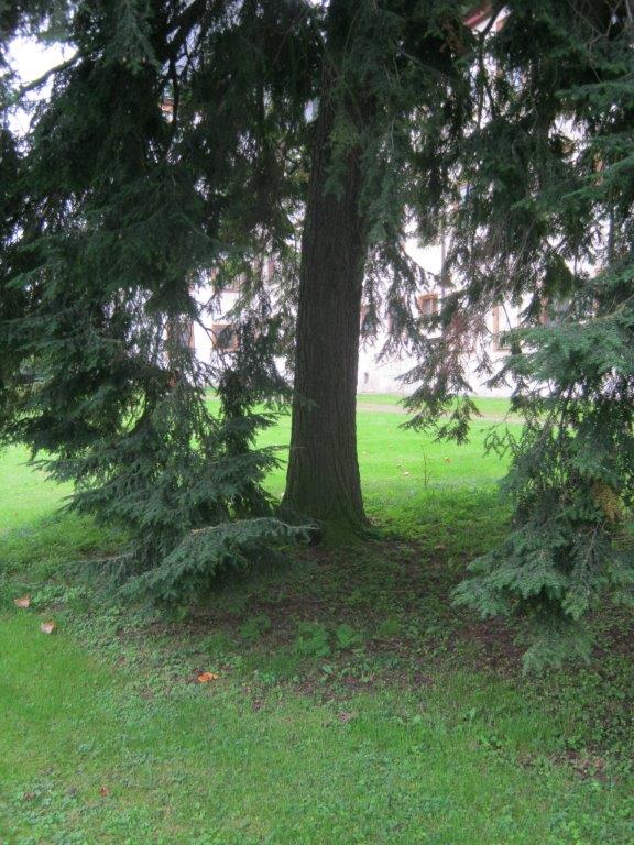 Tsuga canadensis - Gotha - 2014