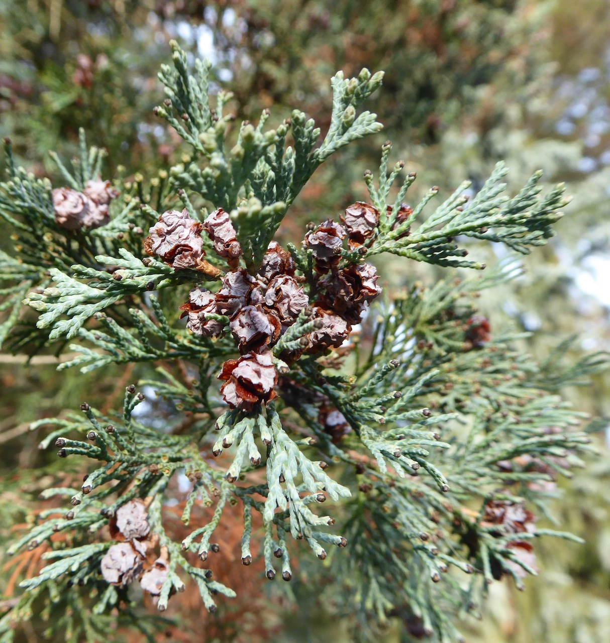 Chamaecyparis thyoides 'Glauca' - Dresden-Pillnitz - Dezember 2019