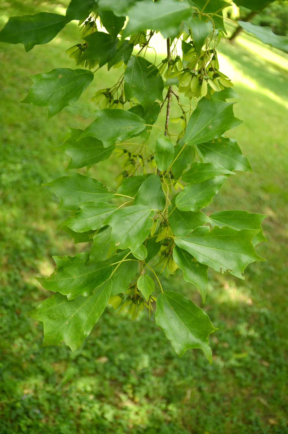 Acer buergerianum - Stuttgart-Hohenheim - Juli 2023