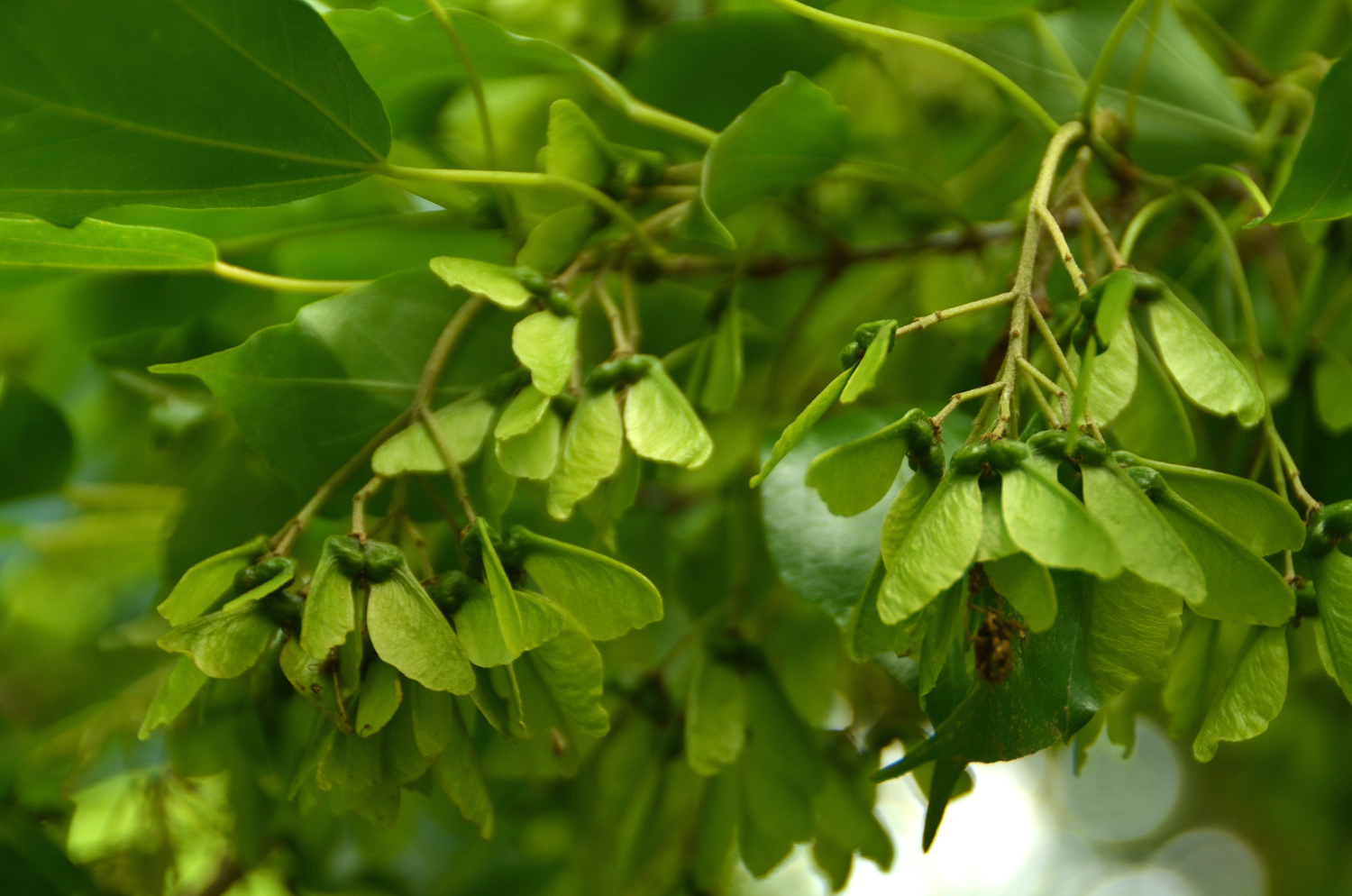 Acer buergerianum - Stuttgart-Hohenheim - Juli 2023
