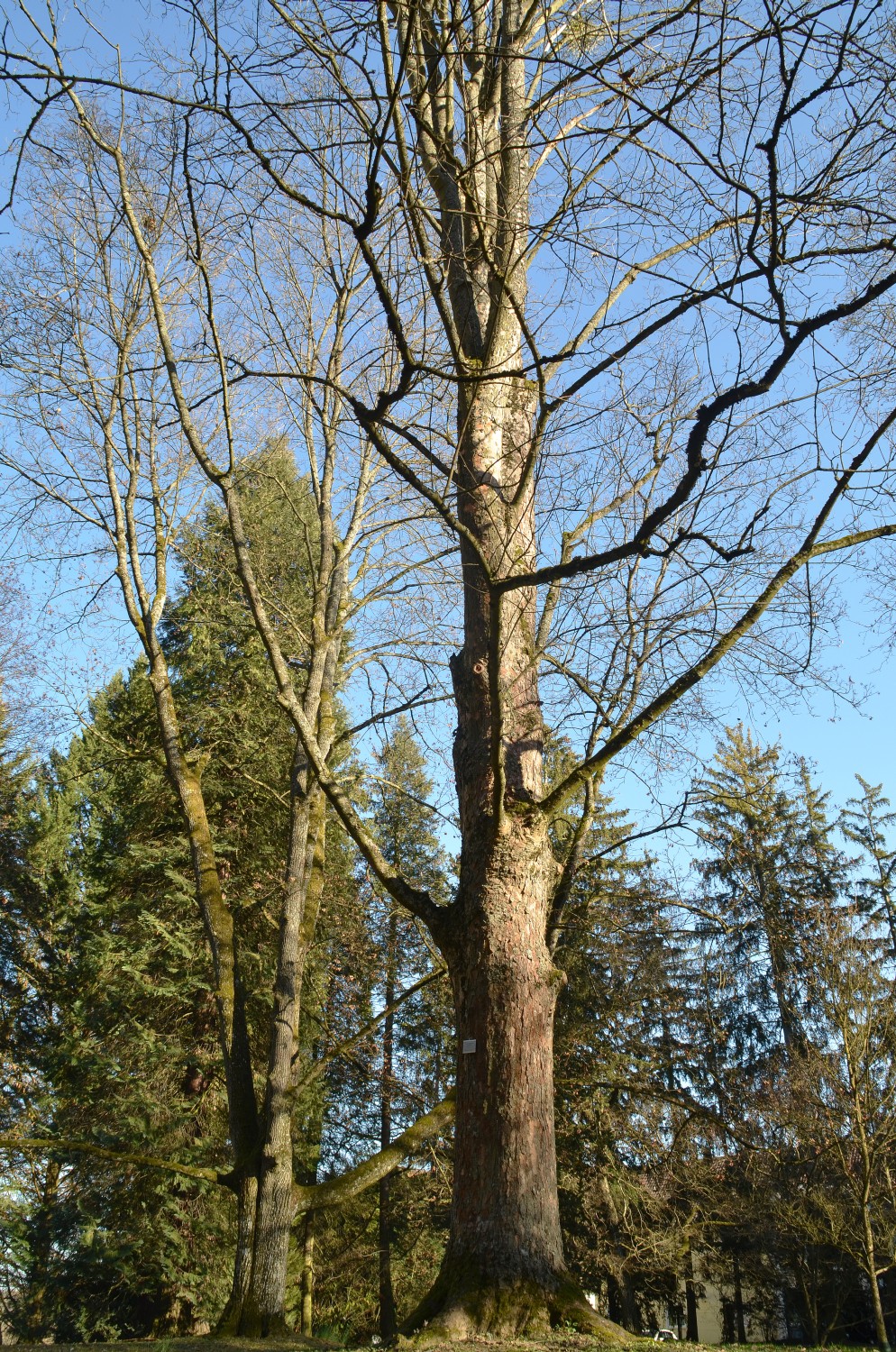 Acer heldreichii subsp. trautvetteri