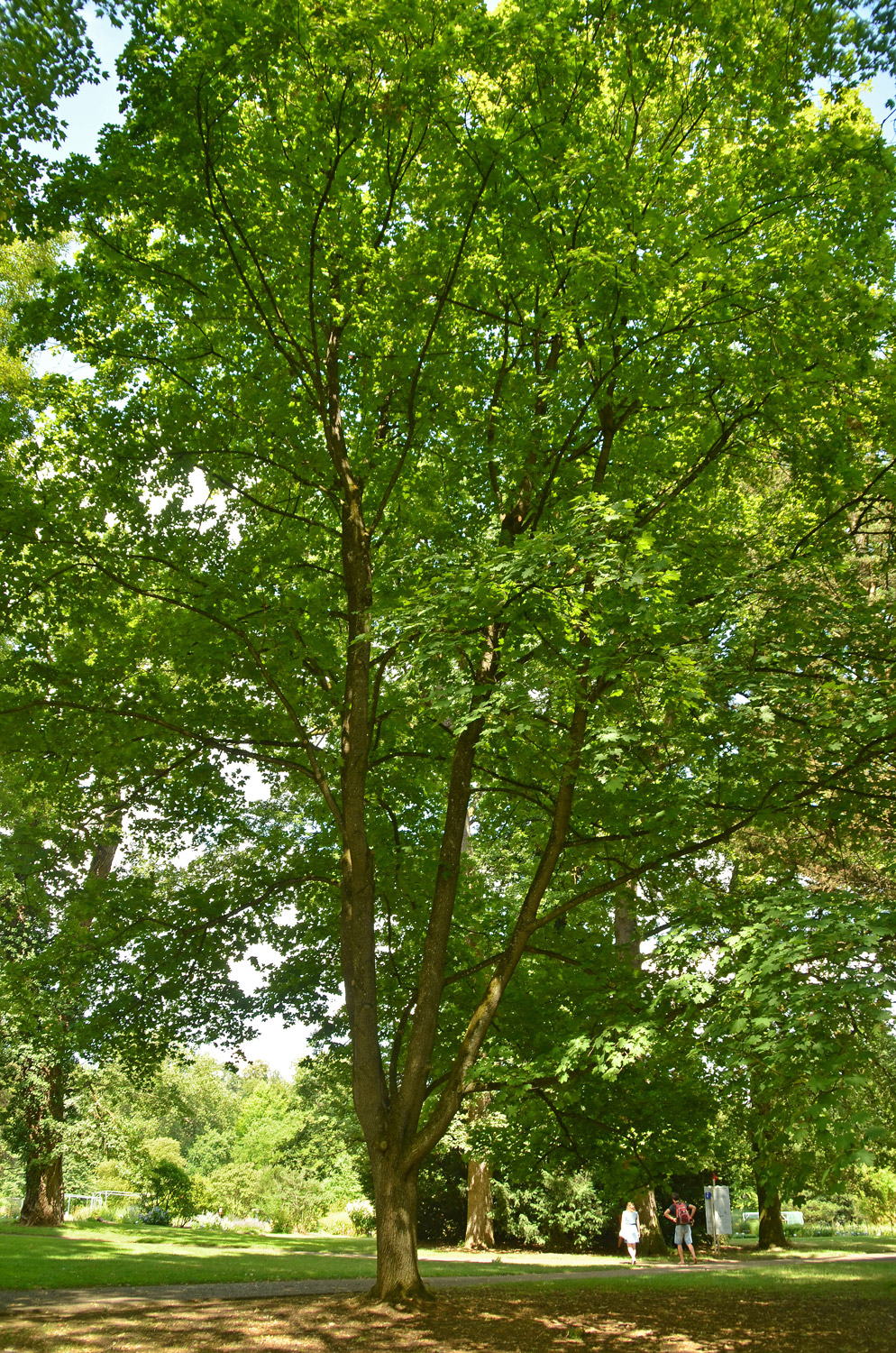 'Acuminatum' Acer platanoides