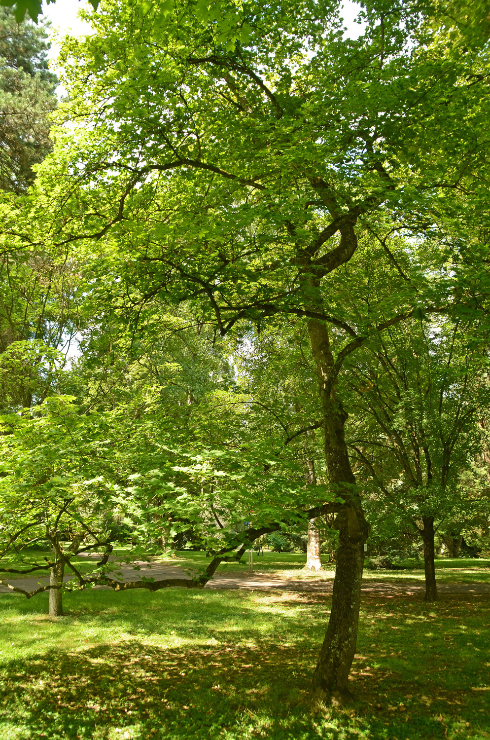 'Palmatifidum' Acer platanoides