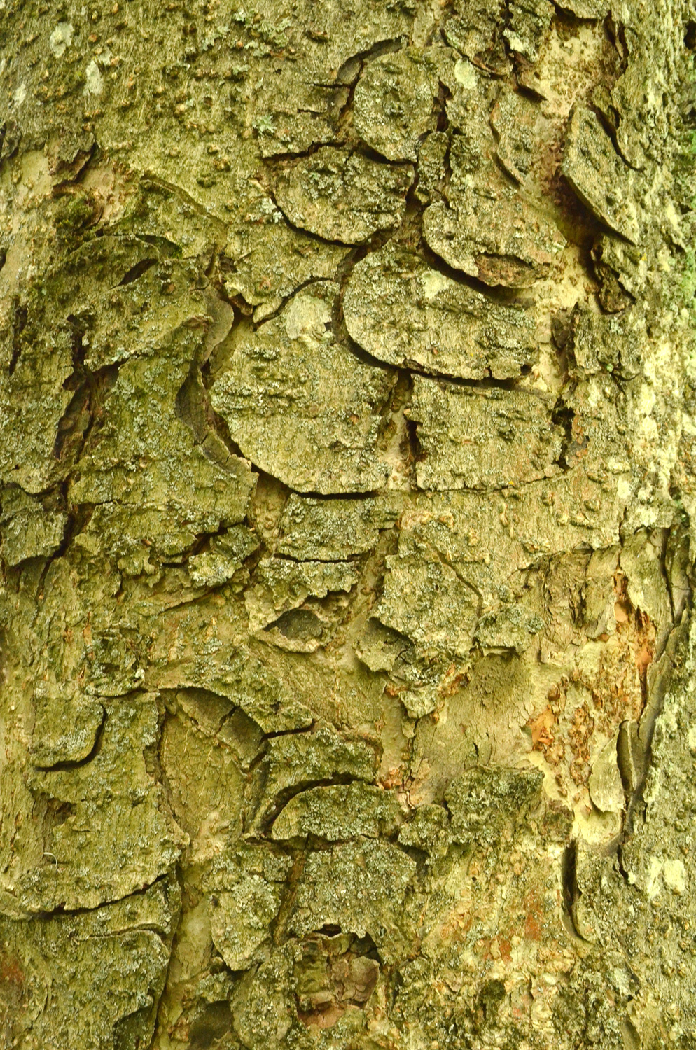 Aesculus flava - Stuttgart-Hohenheim - Mai 2023