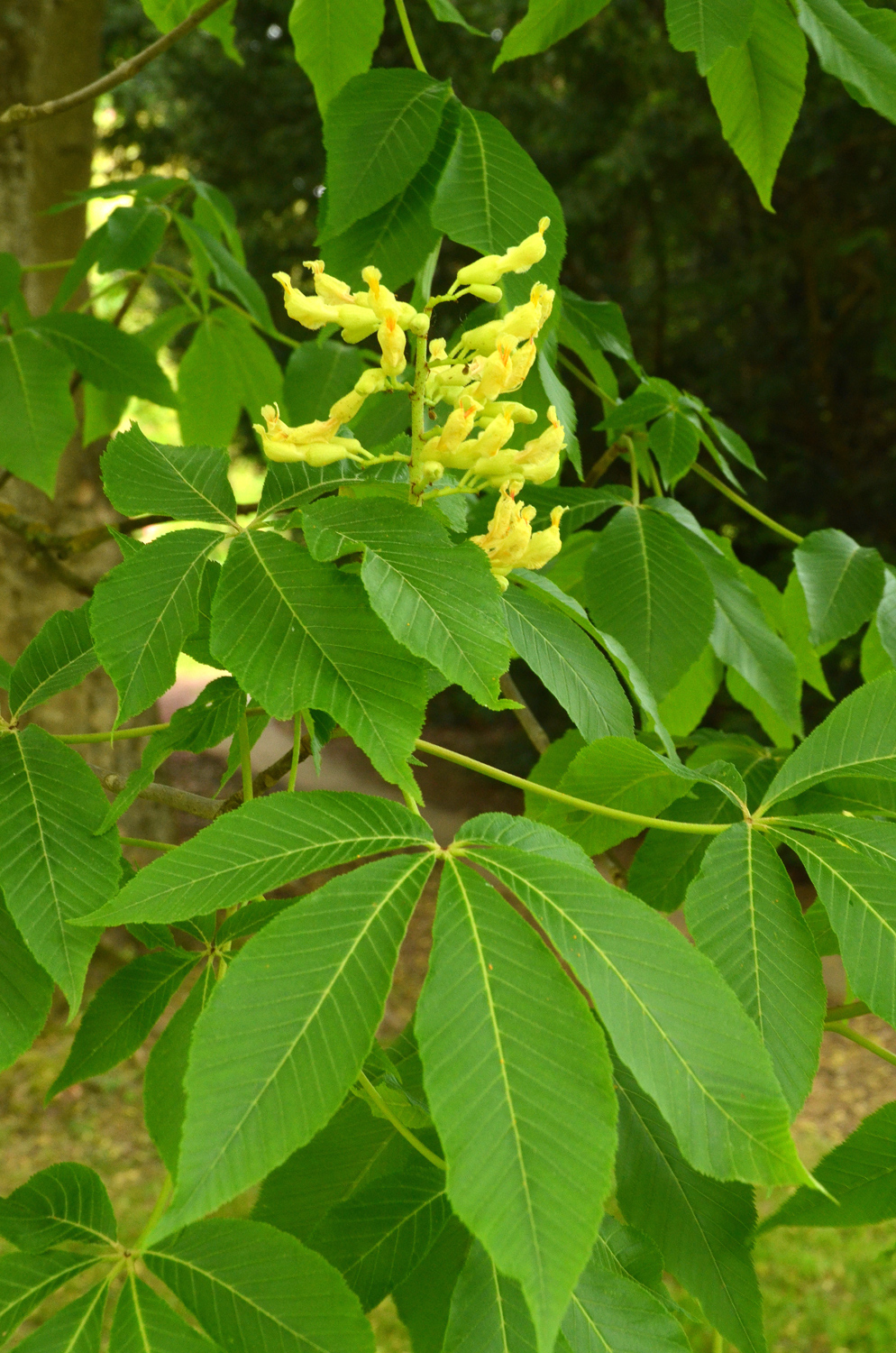 Aesculus flava - Stuttgart-Hohenheim - Mai 2023
