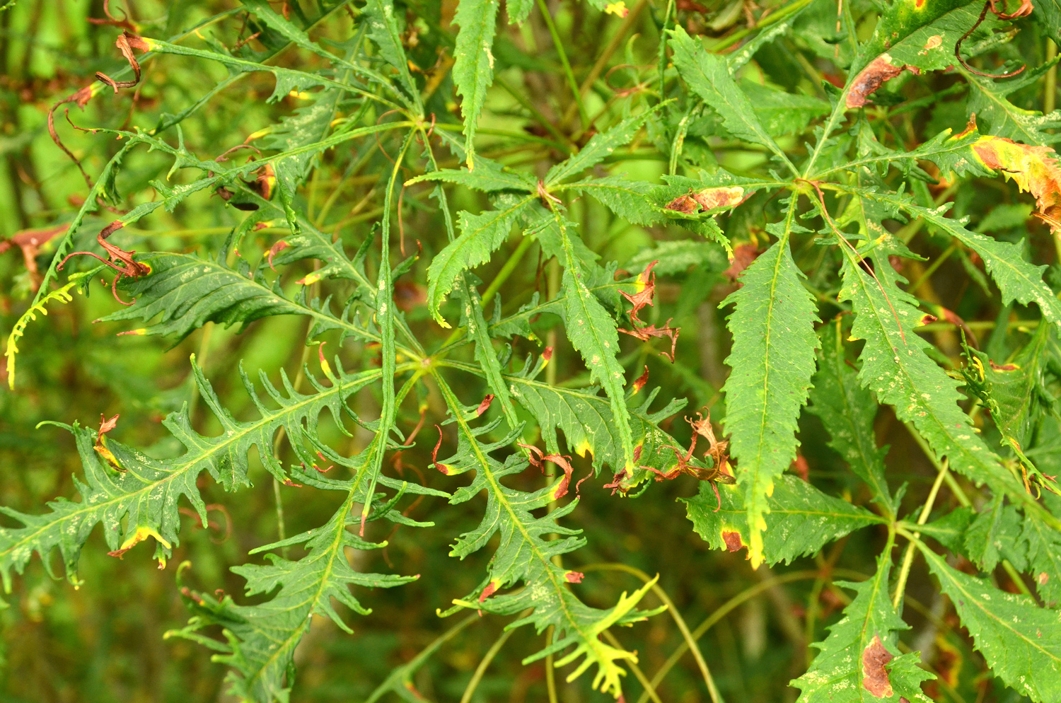 Aesculus hippocastanum 'Laciniata' - Stuttgart-Hohenheim - Juli 2023