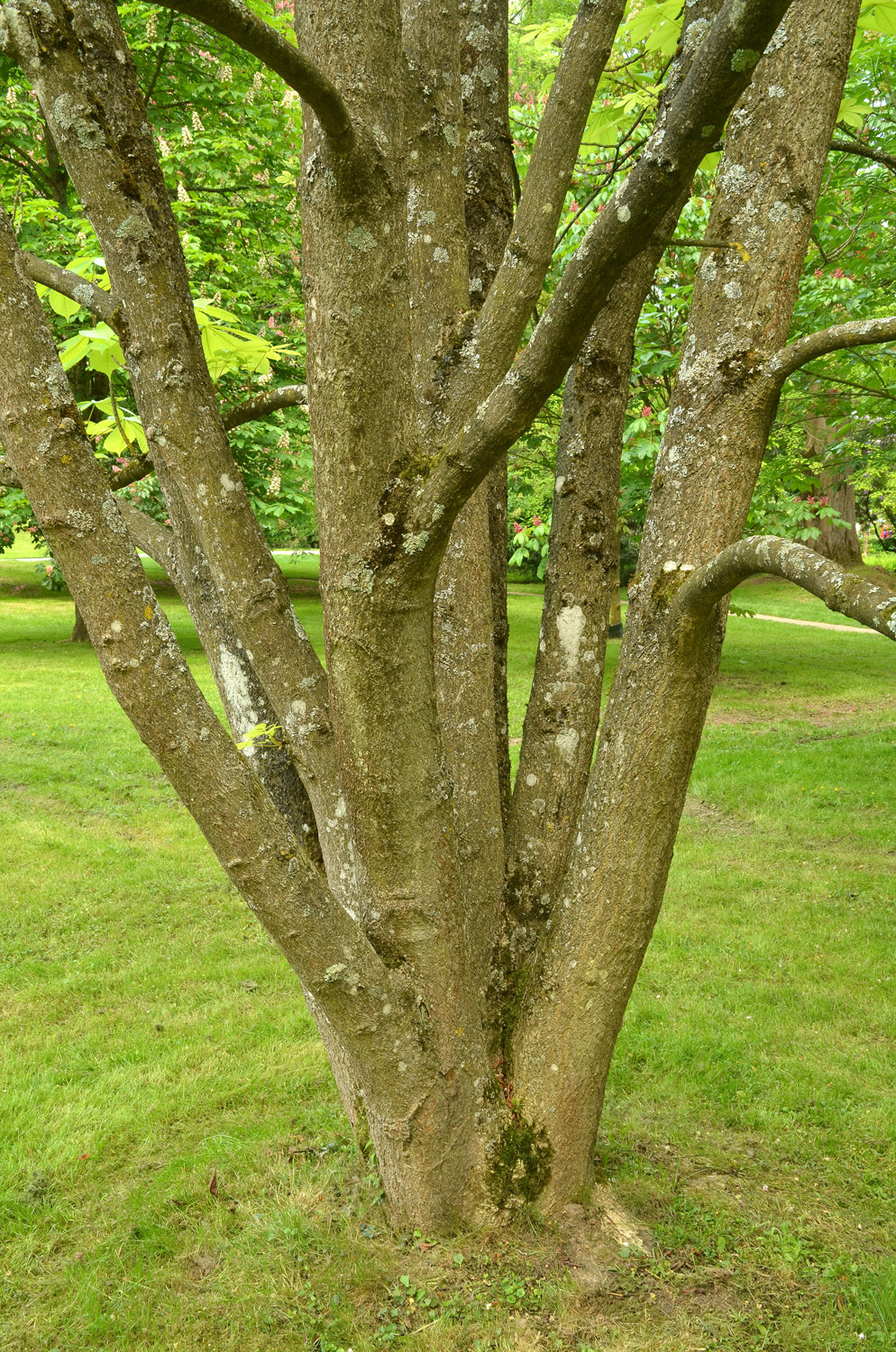 Aesculus turbinata - Stuttgart-Hohenheim - Mai 2023