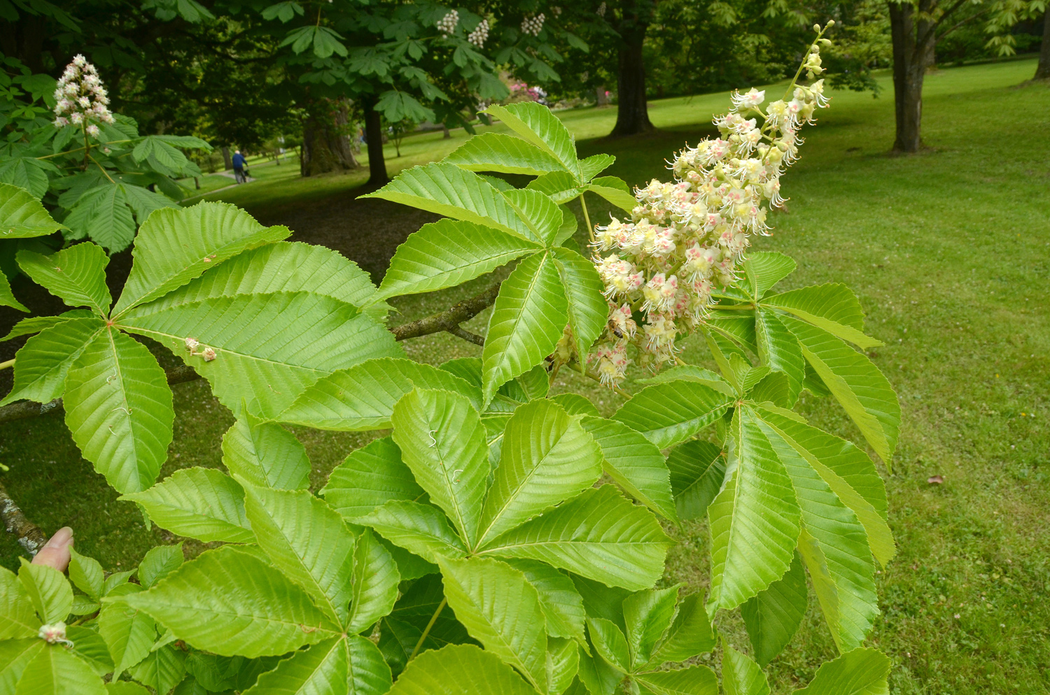 Aesculus turbinata - Stuttgart-Hohenheim - Mai 2023