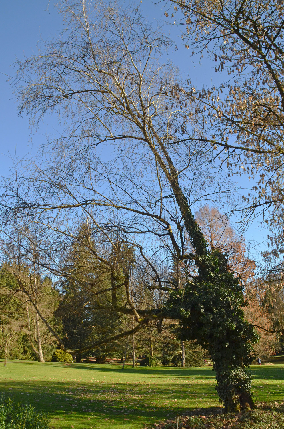 Betula pubescens - Stuttgart-Hohenheim - Febr. 2023