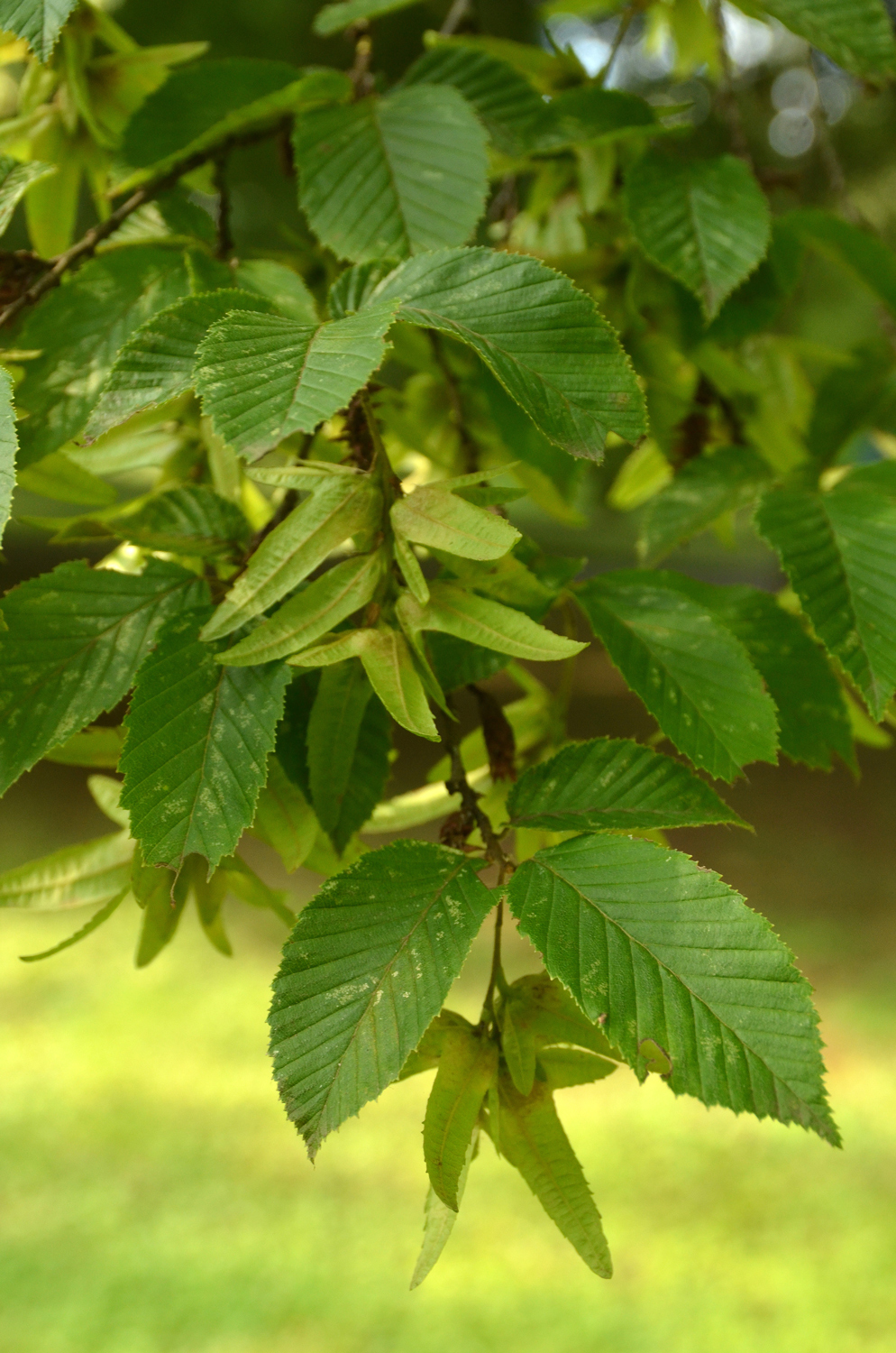Carpinus betulus 'Fastigiata' - Stuttgart-Hohenheim - Juli 2023