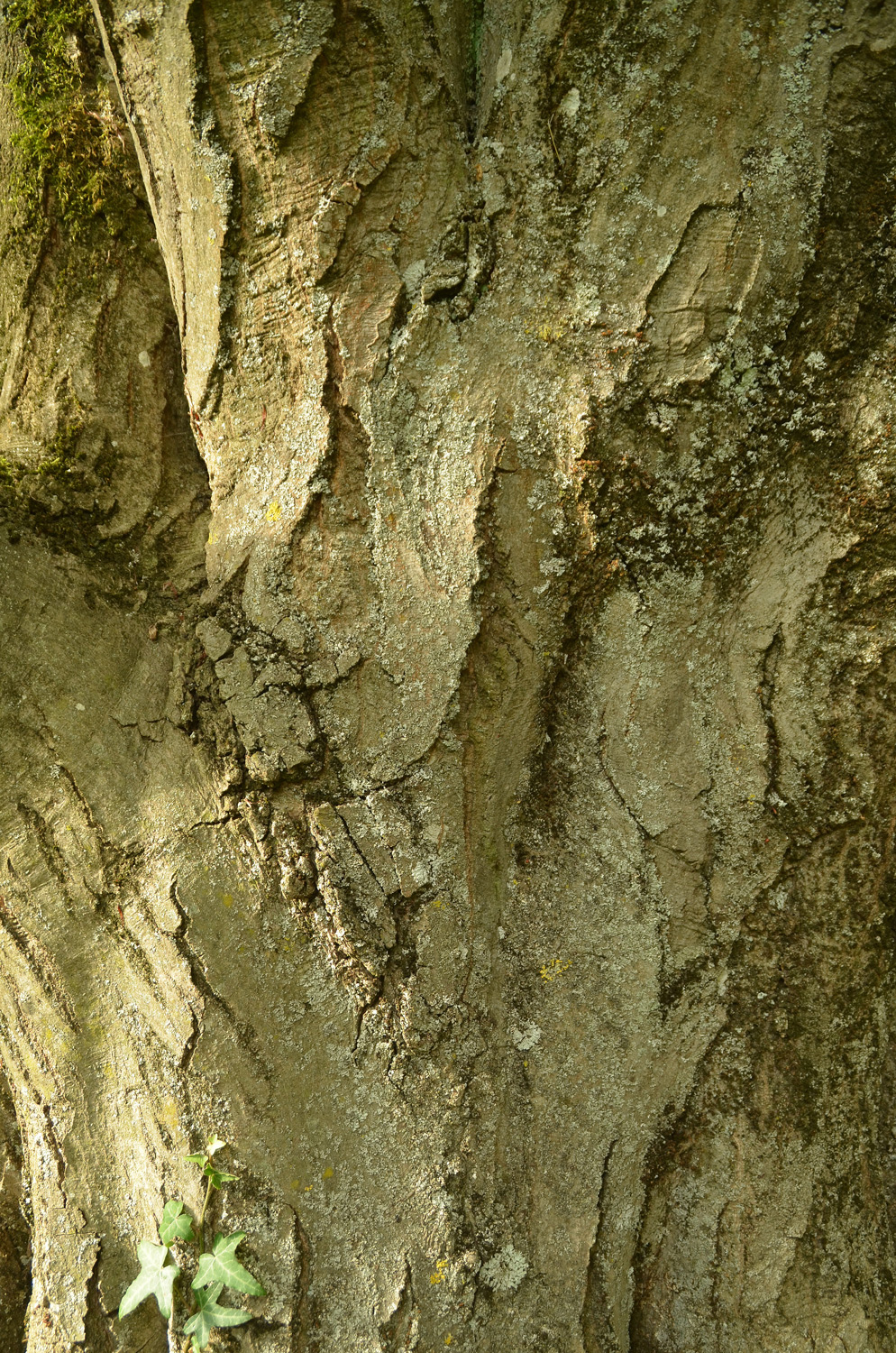 Carpinus betulus 'Fastigiata' - Stuttgart-Hohenheim - Juli 2023