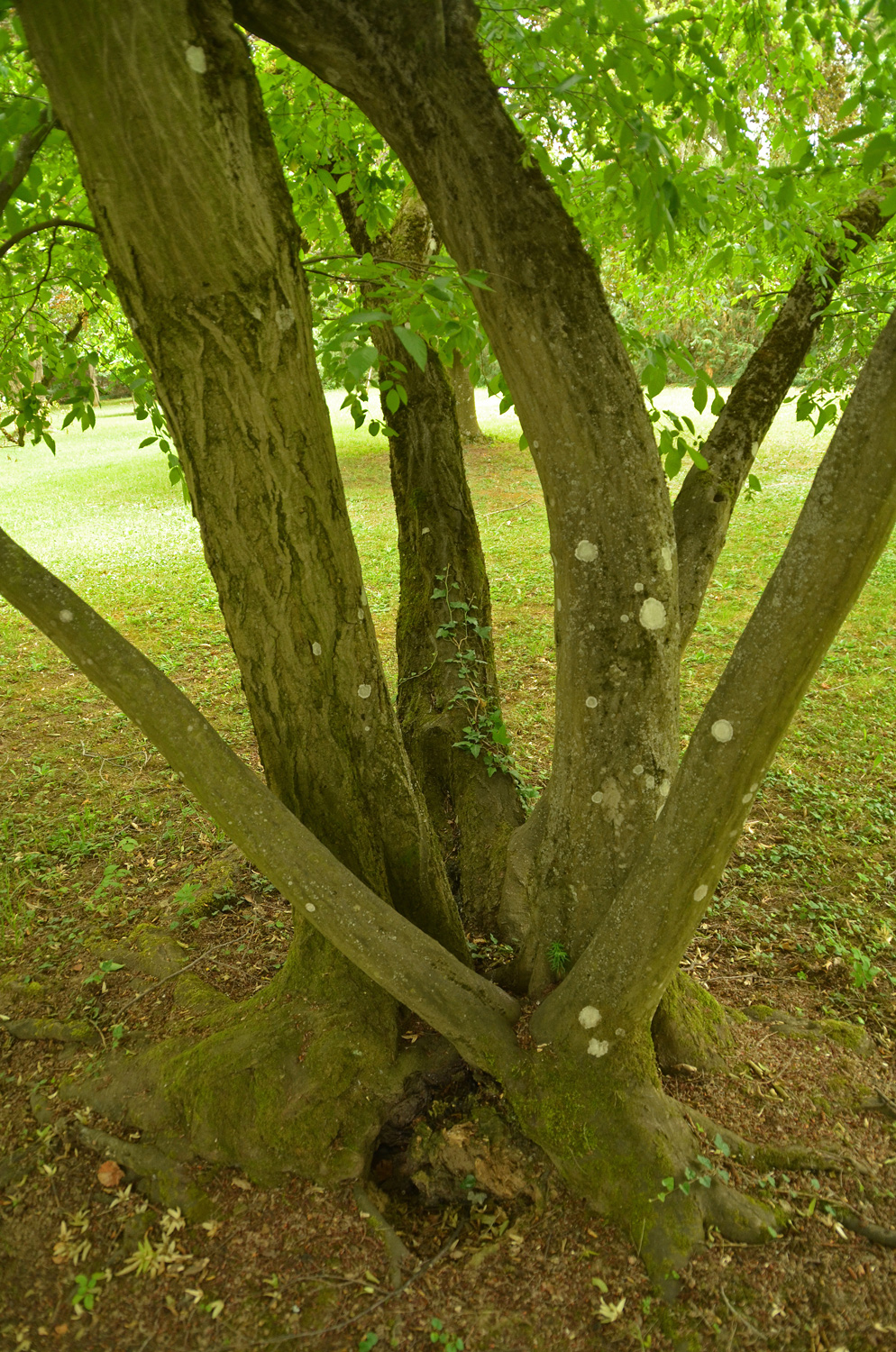 Carpinus caroliana - Stuttgart-Hohenheim - Juli 2023