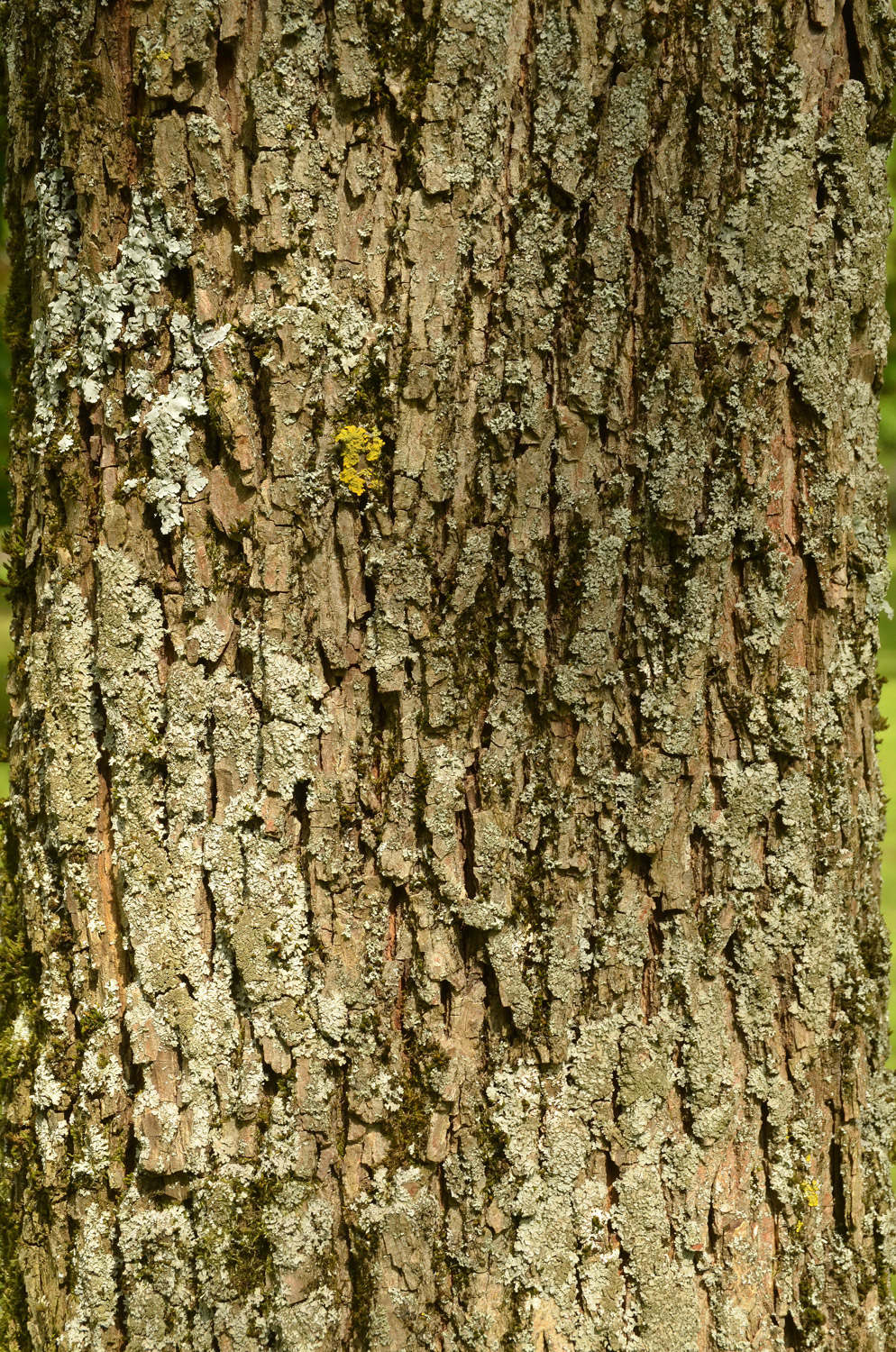 Carya illionoinensis - Stuttgart-Hohenheim - Mai 2023