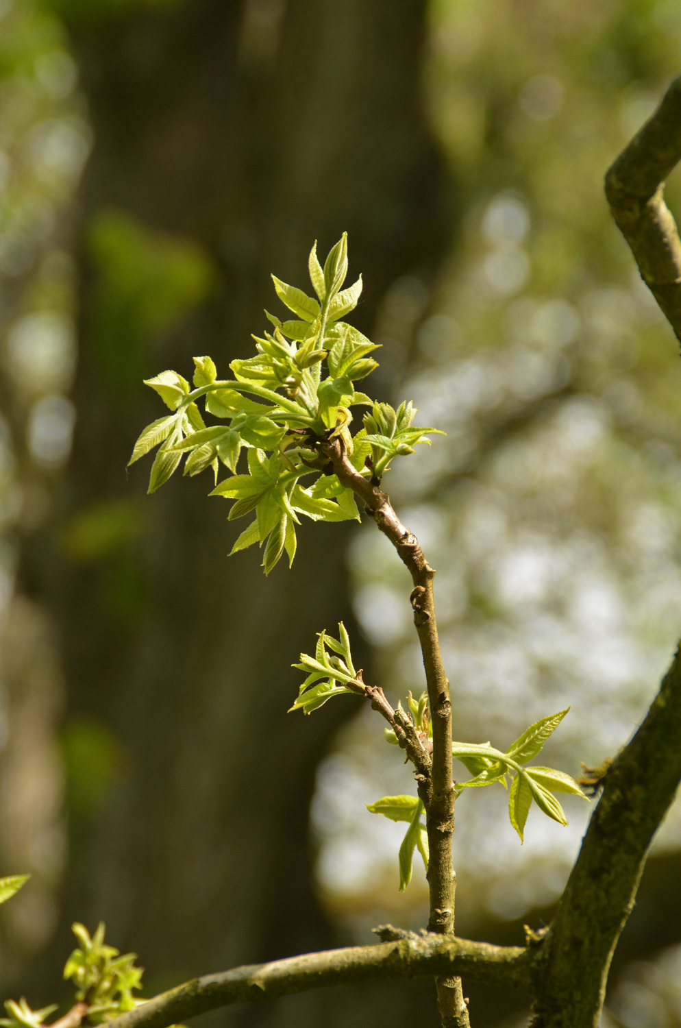 Carya illionoinensis - Stuttgart-Hohenheim - Mai 2023