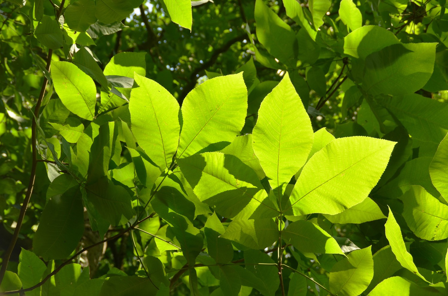Carya ovata - Stuttgart-Hohenheim - 2022