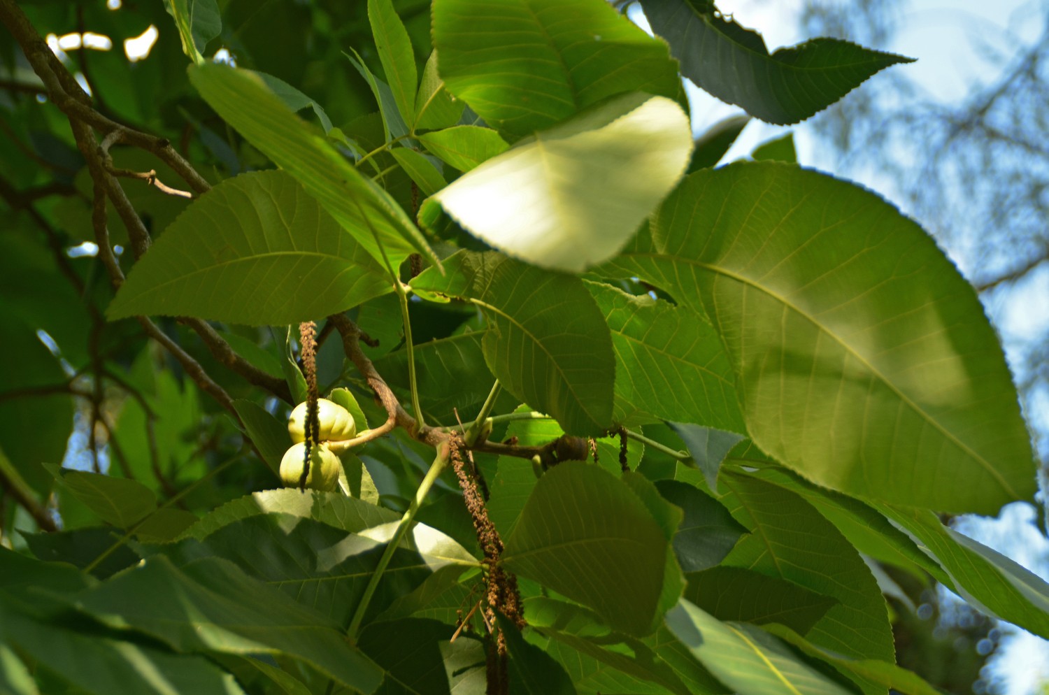 Carya ovata - Stuttgart-Hohenheim - 2022