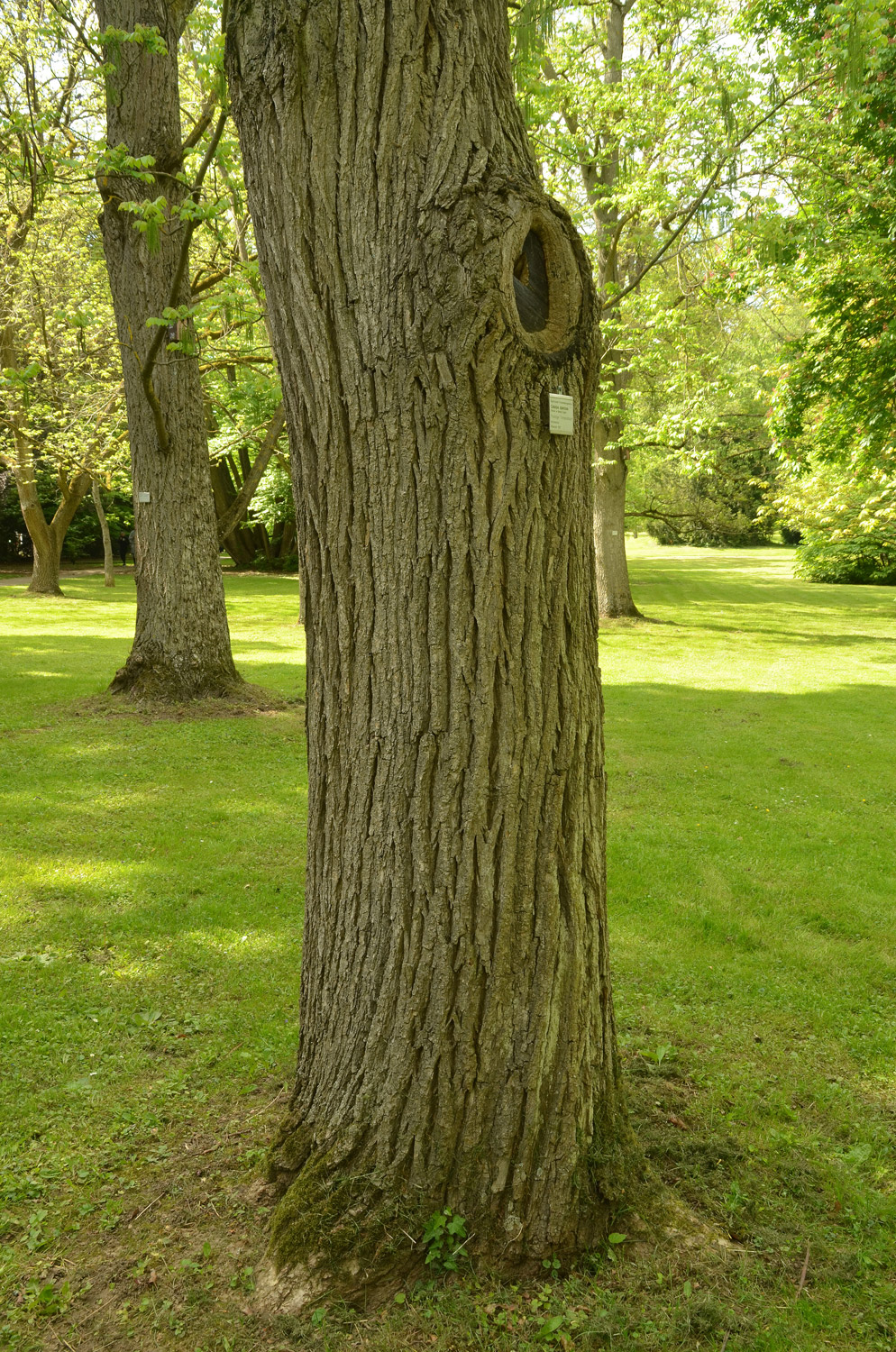Catalpa speciosa - Stuttgart-Hohenheim - Mai 2023
