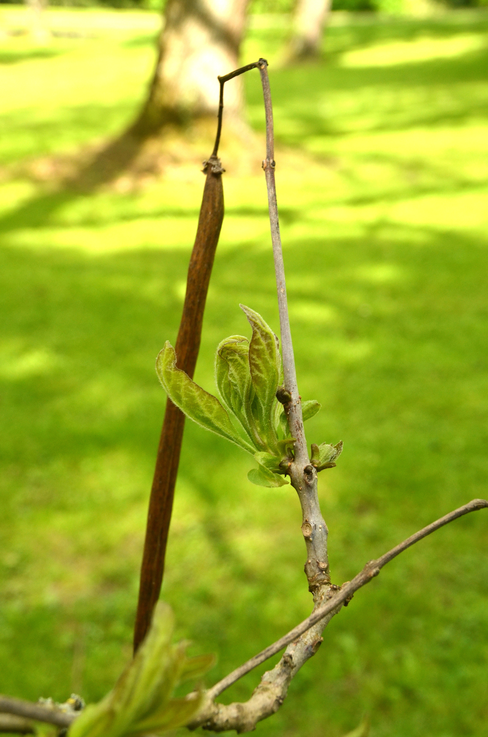 Catalpa speciosa - Stuttgart-Hohenheim - Mai 2023