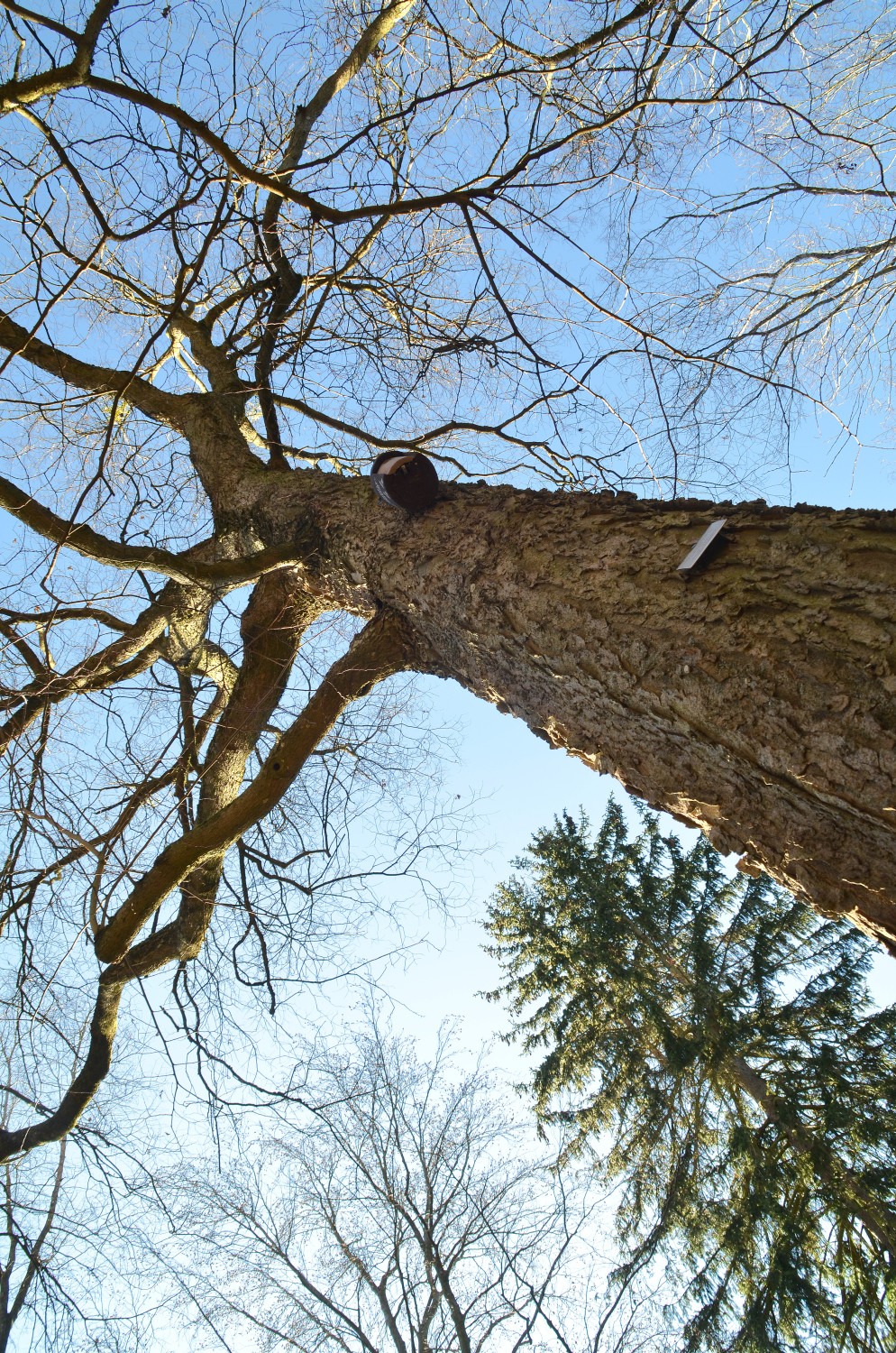 Celtis occidentalis var. cordata