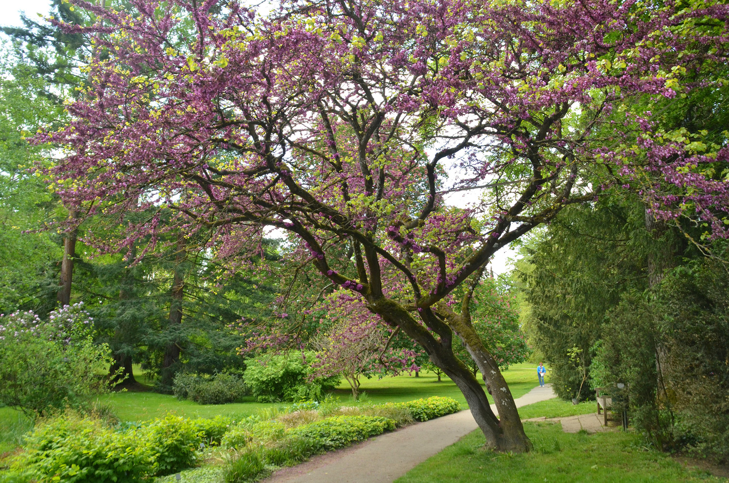 Cercis siliquastrum