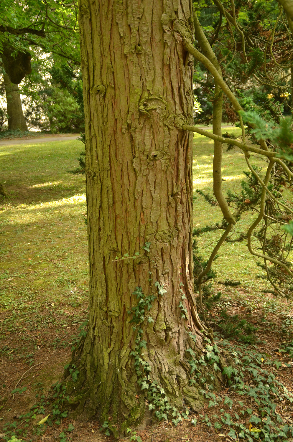 Chamaecyparis lawsoniana 'Wisselii' - Stuttgart-Hohenheim - Sept. 2023