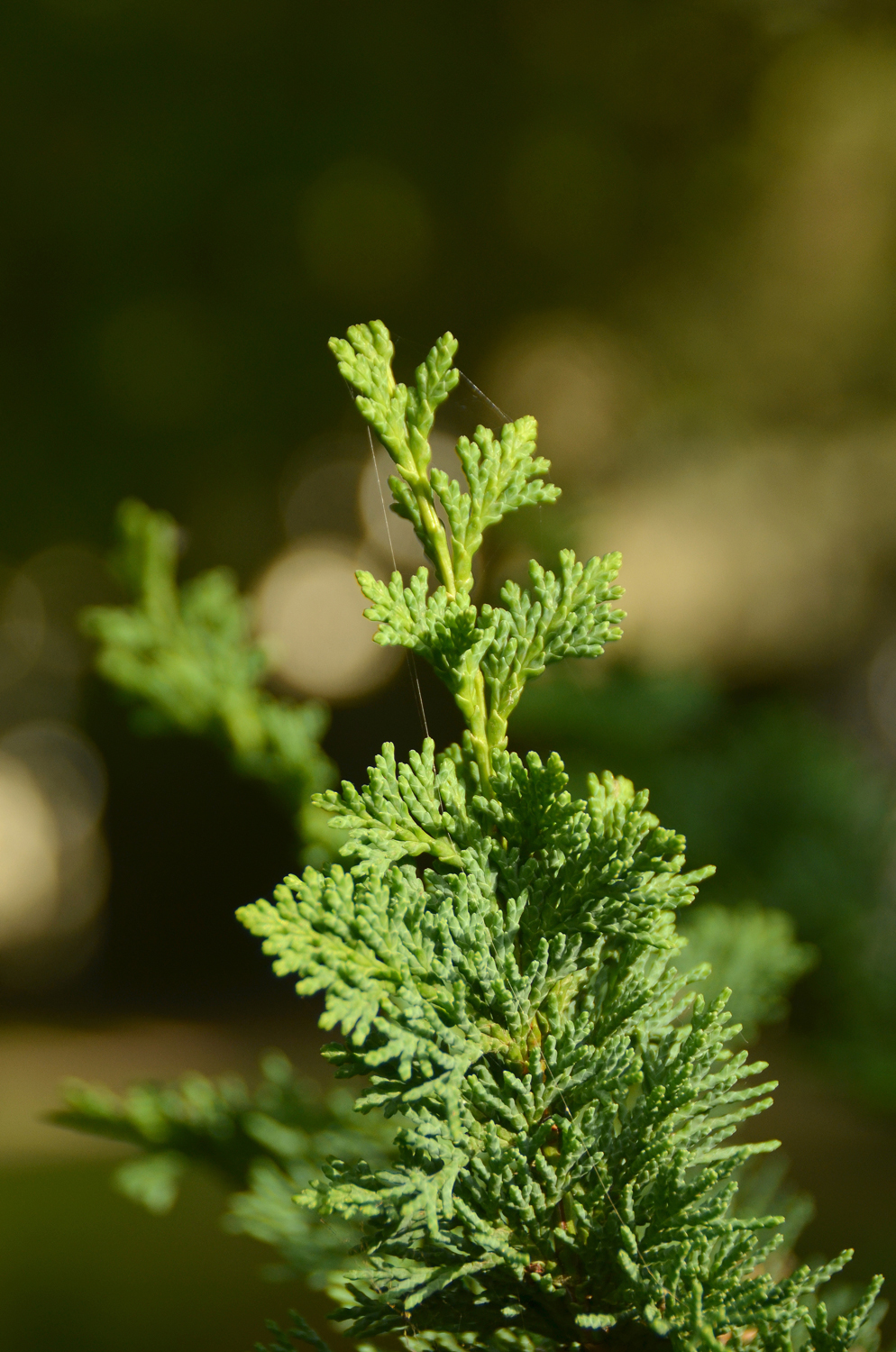 Chamaecyparis lawsoniana 'Wisselii' - Stuttgart-Hohenheim - Sept. 2023