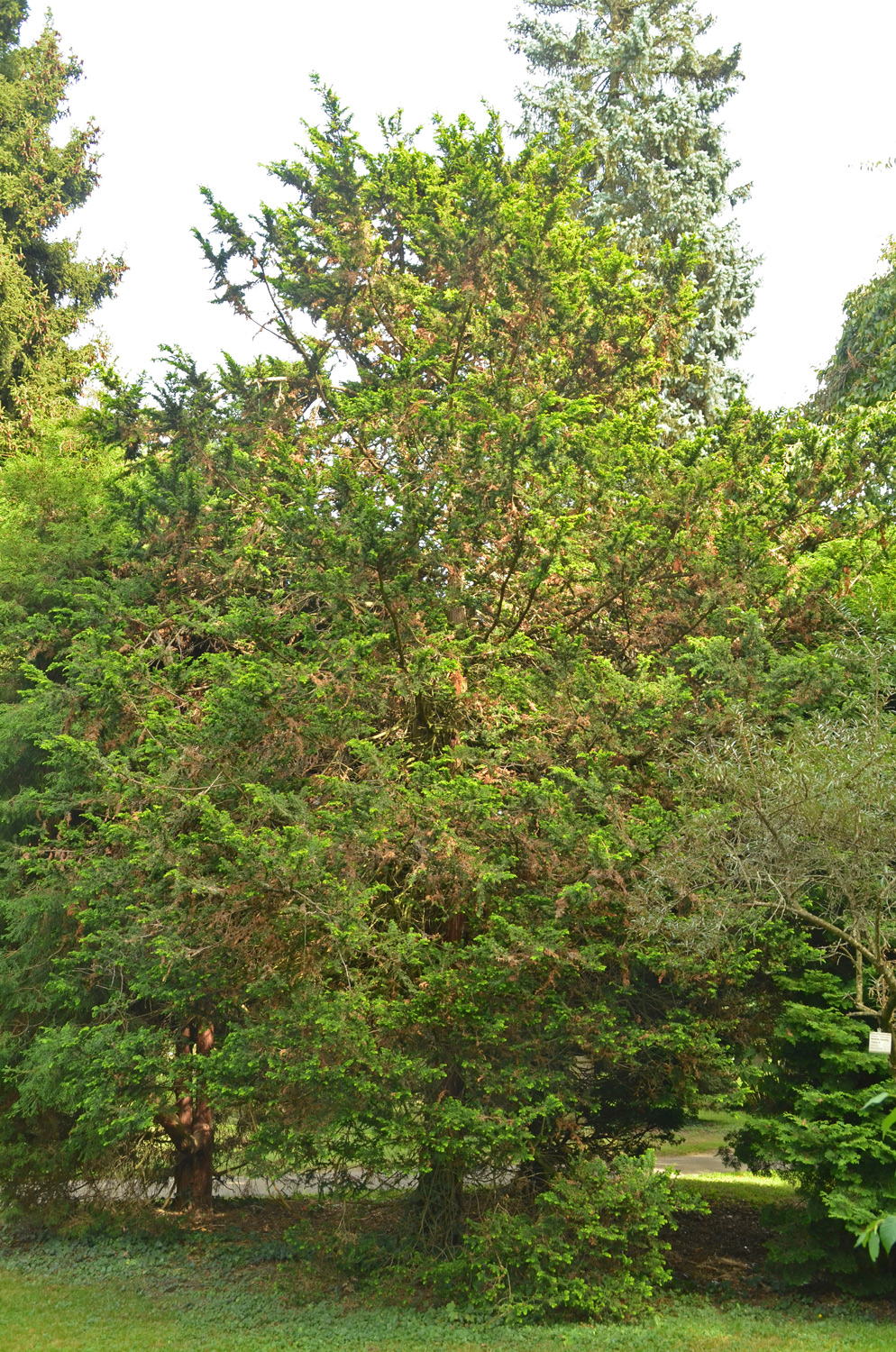 'Tetragona Aurea' Chamaecyparis obtusa