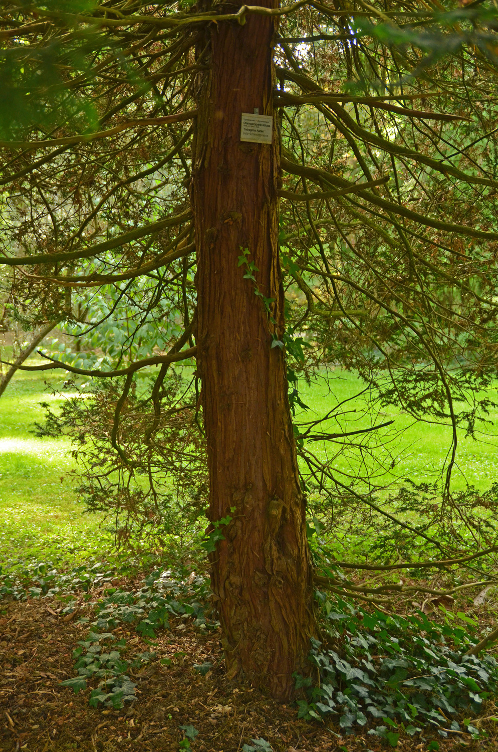 Chamaecyparis obtusa 'Tetragona Aurea' - Stuttgart-Hohenheim - Sept. 2023